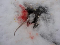 ermine3_web.jpg