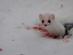 ermine_2_web.jpg