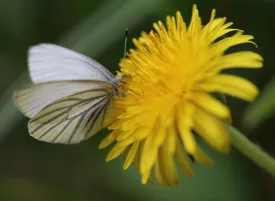 et_mustard_white_butterfly_w1.jpg thumbnail