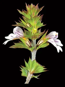 eyebright_jenkins.jpg Photo: Jerry Jenkins