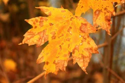 foliage3.jpg Photo: John Burk