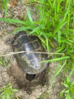 Painted turtle Photo: Stephen Fox