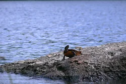 Turtle Photo: Stephen Fox