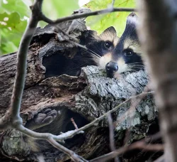 game_cam_Coon1.jpg Photo: Tig Tillinghast