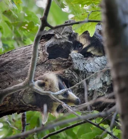 game_cam_Coon2.jpg Photo: Tig Tillinghast