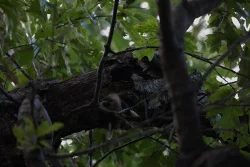 game_cam_Coon4.jpg Photo: Tig Tillinghast