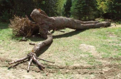 giant13.jpg Photo: John Douglas/Flying Squirrel