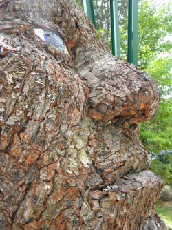 giant14.jpg Photo: John Douglas/Flying Squirrel