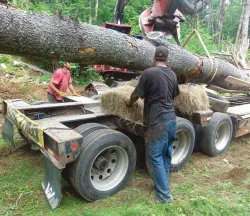 giant4.jpg Photo: John Douglas/Flying Squirrel
