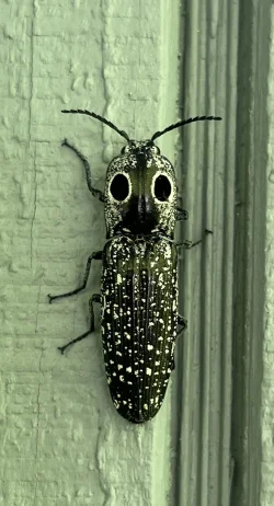 Click beetle Photo: Terryanne Gmelch