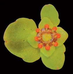 golden_saxifrage_jenkins.jpg Photo: Jerry Jenkins