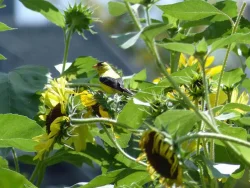 goldfinch_on_sunflower_web.jpg
