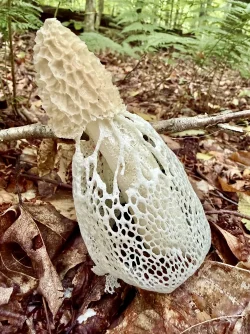 Stinkhorn Photo: John Gutowski