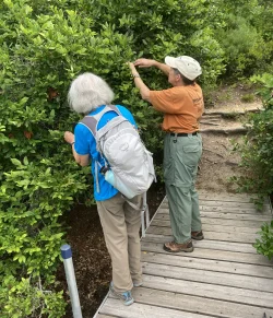 Blueberry picking Photo: Nancy Halloran