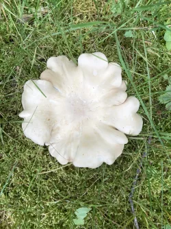 Mushroom Photo: Nancy Halloran