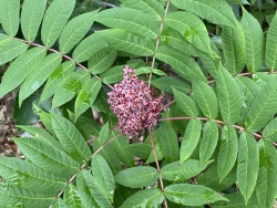Sumac Photo: Nancy Halloran