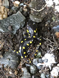 Salamander Photo: Penelope Harris