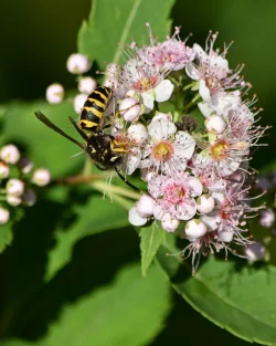 Yellowjacket Photo: Ken Hatch