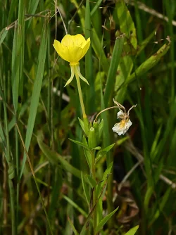 Primrose Photo: Ken Hatch