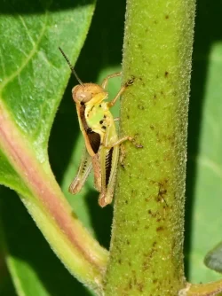 Grasshopper Photo: Ken Hatch