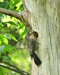 Northern flicker Photo: Ken Hatch
