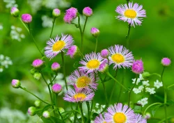 Fleabane Photo: Ken Hatch
