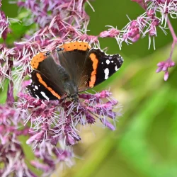 Red admiral Photo: Ken Hatch