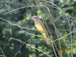 Flycatcher Photo: Ben Haubrich