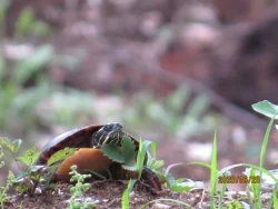 Painted turtle Photo: Ben Haubrich