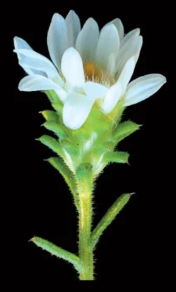 heath_aster_jenkins.jpg Photo: Jerry Jenkins