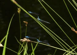 Damselflies Photo: Karinne Heise