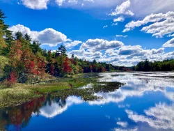 Bright foliage Photo: Karinne Heise