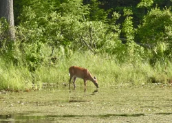 Deer in woods Photo: Karinne Heise