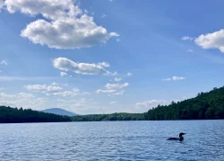 Loon Photo: Karinne Heise