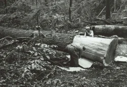 hemlock3.jpg Photo: The Adirondack Museum Collection