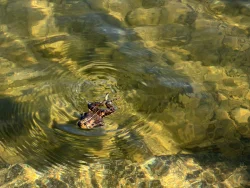 Frog Photo: Carol R. Horton