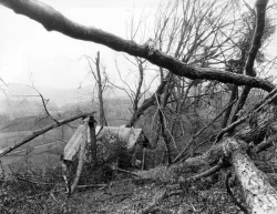 hurricane6.jpg Photo: Forest History Society Collection, Durham, N.C.