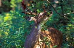 image5_deer_checking_scent_lrg800.jpg