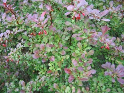 invasive1.jpg Photo: Naja Kraus, NYSDEC Forest Health & Protection