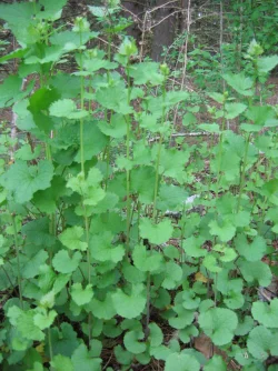 invasive5.jpg Photo: Naja Kraus, NYSDEC Forest Health & Protection