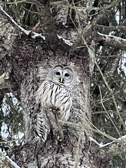 Owl visitor Photo: Denise Joy