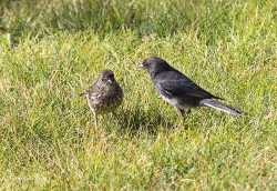junco_sophie_web.jpg
