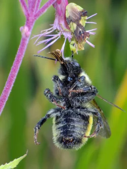 Bug Photo: Frank Kaczmarek