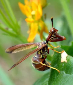 Brown mantid fly Photo: Frank Kaczmarek