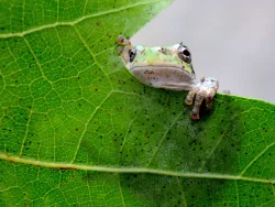 Grey tree frog Photo: Frank Kaczmarek