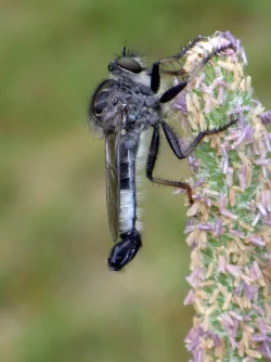 Robber fly Photo: Frank Kaczmarek
