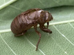 Cicada shell Photo: Anmari Kicza