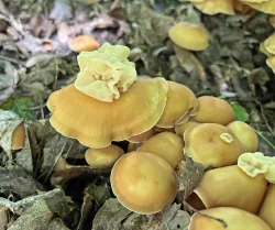 Mushrooms Photo: Sheri Larsen