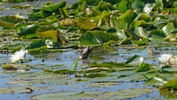Turtles Photo: Sheri Larsen