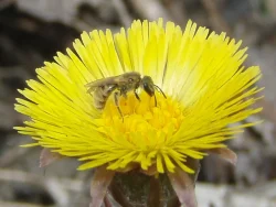 lasioglossum_female_popup.jpg Photo: Leif Richardson
